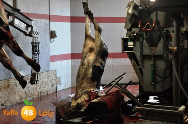 Jam3iya la7m3n (23).JPG